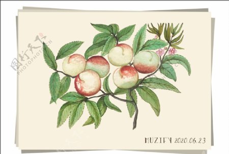 桃子树水果图鉴