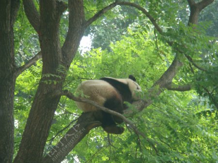 大熊猫北京动物园