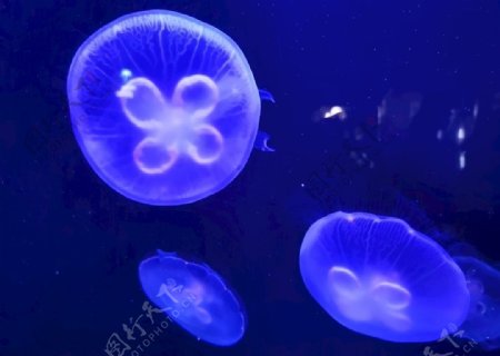 海洋水母
