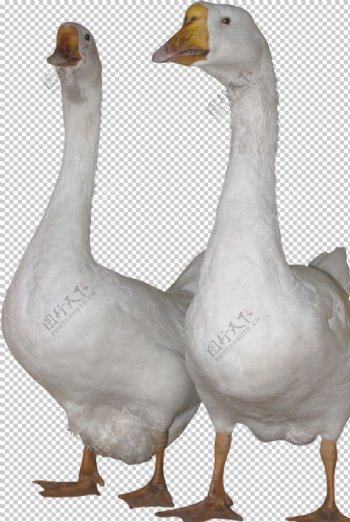 家禽鸭子鹅元素图片