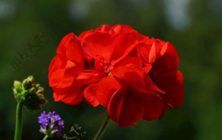 红色的天竺葵图片