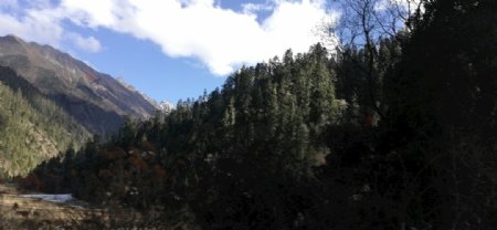 雪松山谷图片