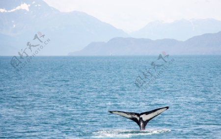 座头鲸图片