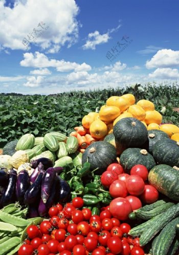 丰收的蔬菜图片