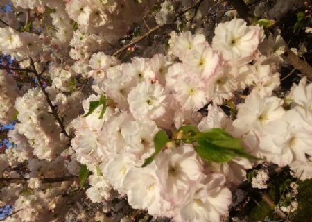 樱花白色美景园林风景图片