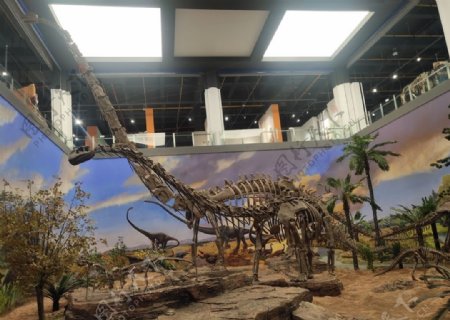 恐龙化石古生物样本骨骼化石图片