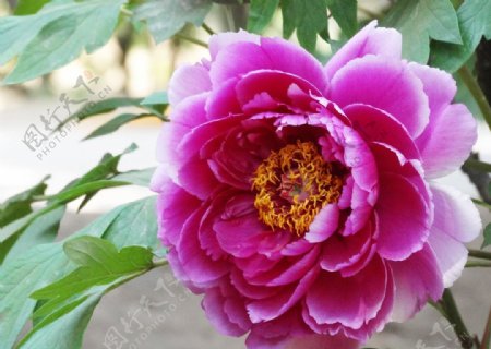 北京植物园鲜花牡丹花花卉图片