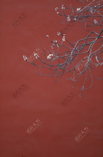 梅花花枝红墙复古背景海报素材图片