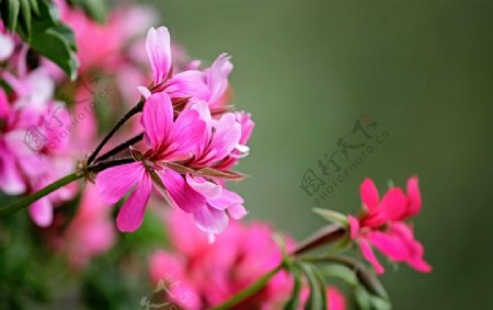 漂亮天竺葵鲜花图片