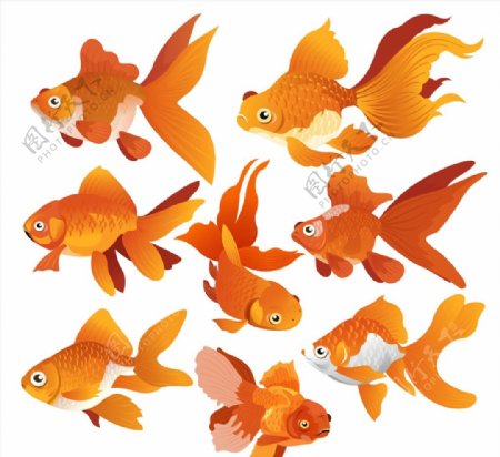 橙色金鱼设计图片