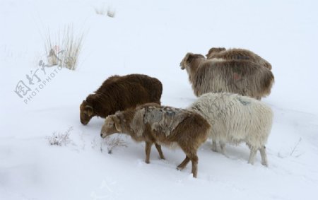 雪地里的羊图片