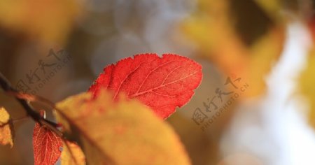 秋季阳光下的红色树叶图片