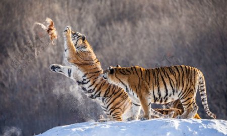 捕猎食物的老虎图片