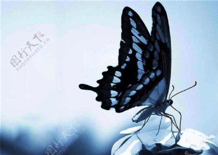 黑蓝蝴蝶图片