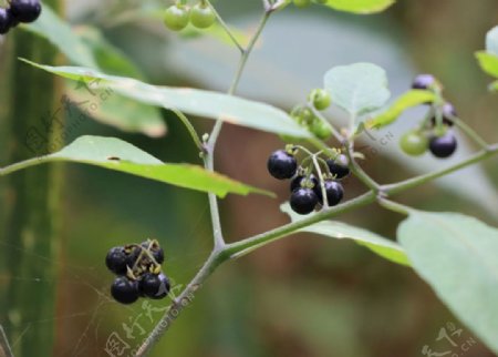 蜘蛛网黑色小果可食用高清图片