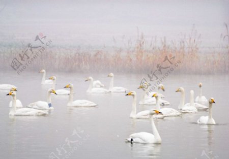 天鹅群在初冬黄河边图片
