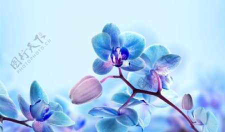 蓝色的兰花花瓣图片