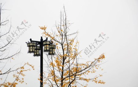 银杏树和路灯图片