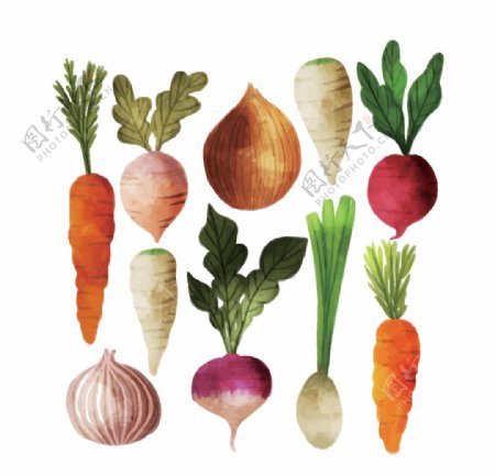 手绘蔬菜矢量图图片