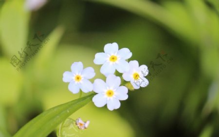 蓝色清新的勿忘我鲜花图片