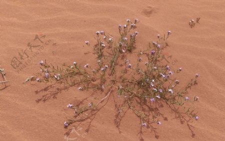 瓦迪拉姆沙漠图片