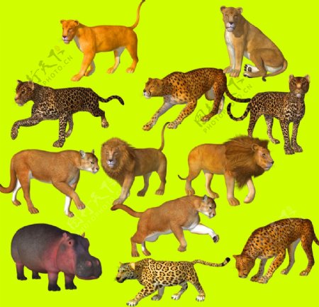 豹子狮子老虎动物免扣素材图片