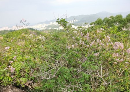 山里开紫薇花的图片