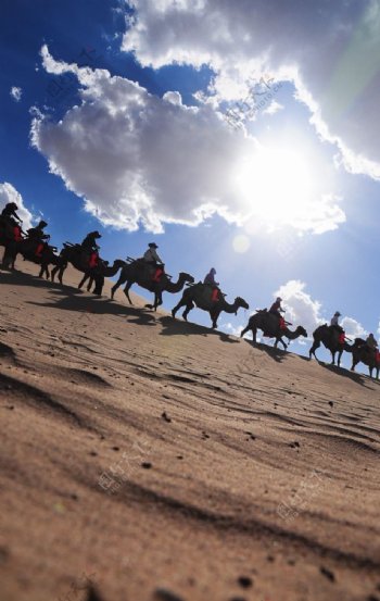 沙漠里行进的骆驼图片