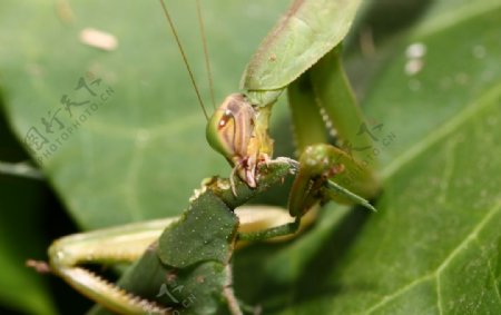 螳螂吃蚂蚱图片