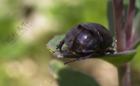 犀牛甲虫图片