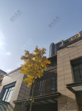 城市天空银杏树图片