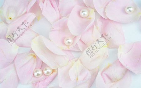 粉色玫瑰花瓣拍摄素材图片