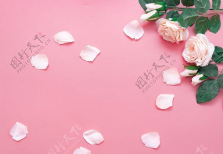 浪漫粉色玫瑰拍摄素材图片