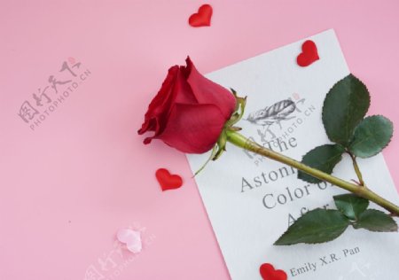 浪漫唯美玫瑰花攝影圖片