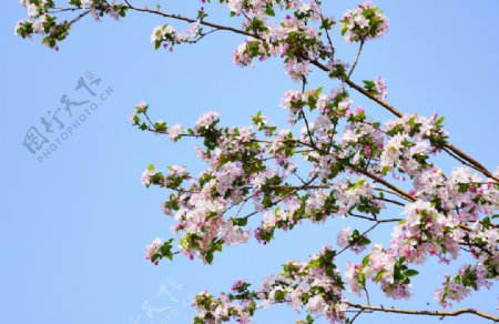 蓝天下盛开的海棠花图片