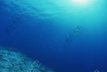 海底的弋的鱼群图片