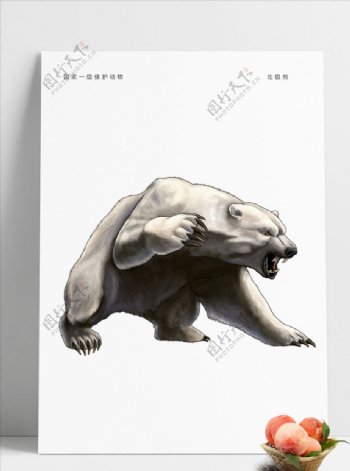 动物北极熊图片