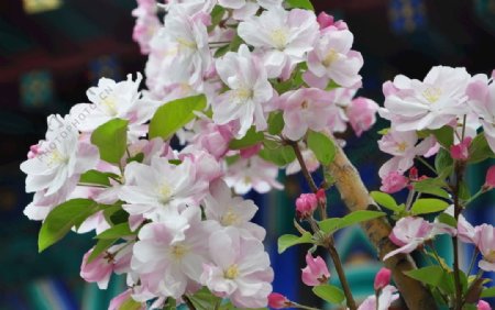 园林花灌木西府海棠的花枝图片