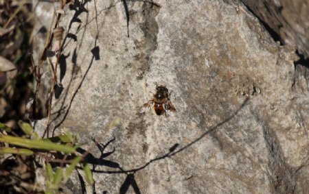 贴在石上的蜜蜂图片