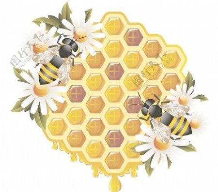 元素的蜂蜜和蜜蜂矢量集01