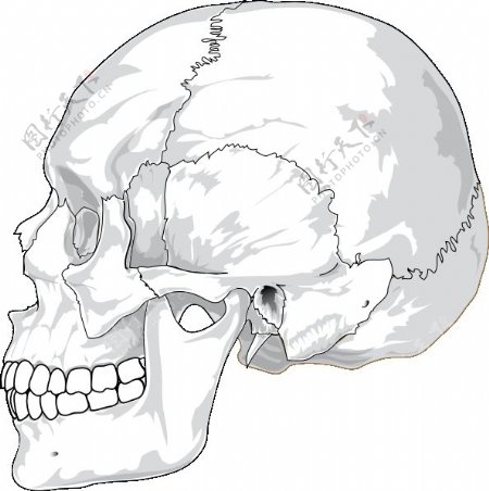 人类的颅骨侧视图剪贴画