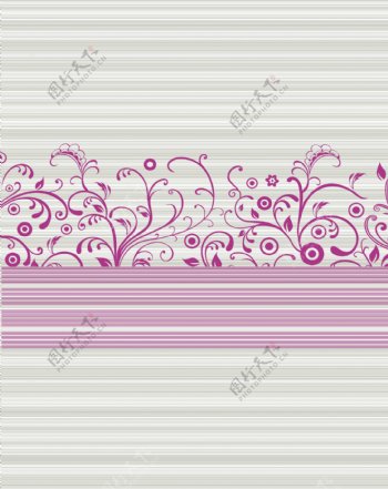 紫花藤图片