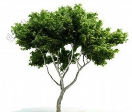 国外精品植物树木灌木3D模型105套1