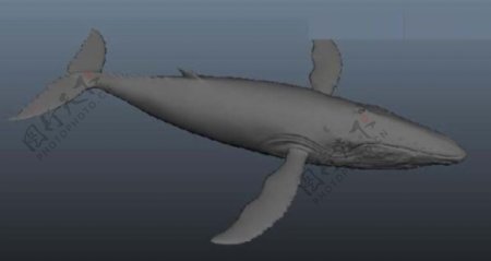 大鲨鱼模型