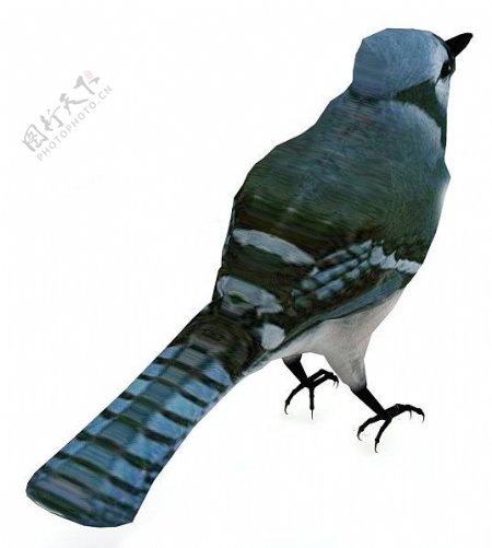 3DMAX鸟模型