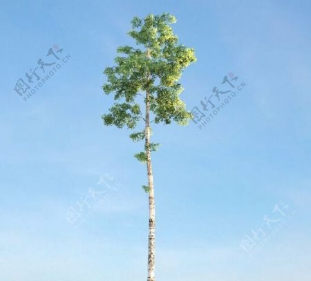 桦木树3d模型下载