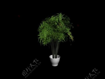 室内精品3d植物模型