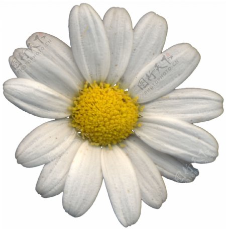 小型花卉植物3D模型免费下载带材质11