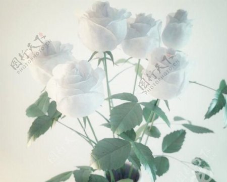 7rosesinvase花瓶中的7支白玫瑰