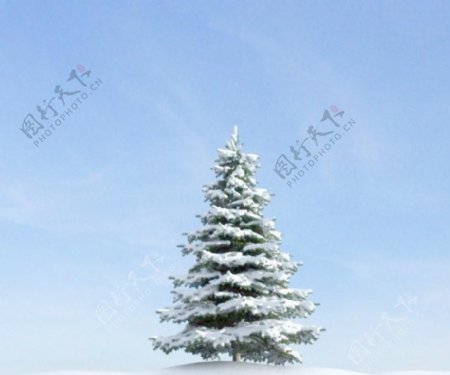 plant025冬季雪景积雪的枞树松树塔松